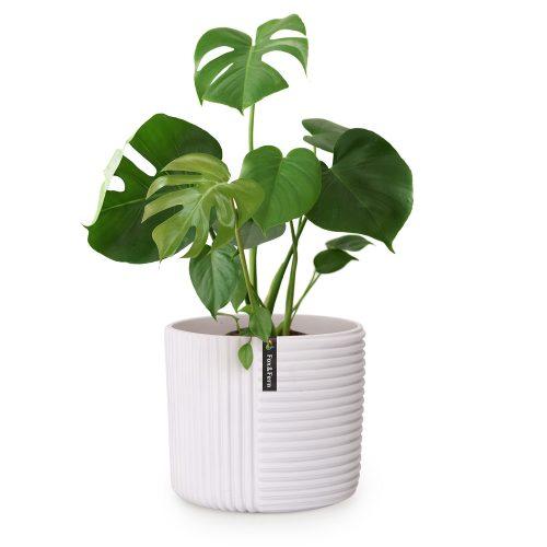 Fox & Fern Hasselt virágcserép polystonból