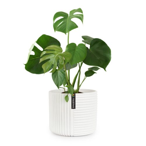 Fox & Fern Hasselt virágcserép polystonból